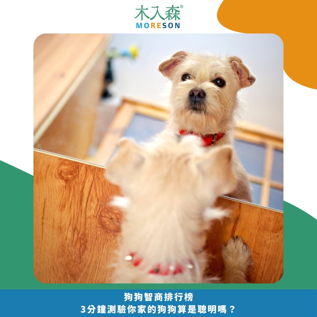 狗狗智商排行榜,3分鐘測驗你家的狗狗算是聰明嗎? 狗狗智商排行榜,3分鐘測驗你家的狗狗算是聰明嗎?