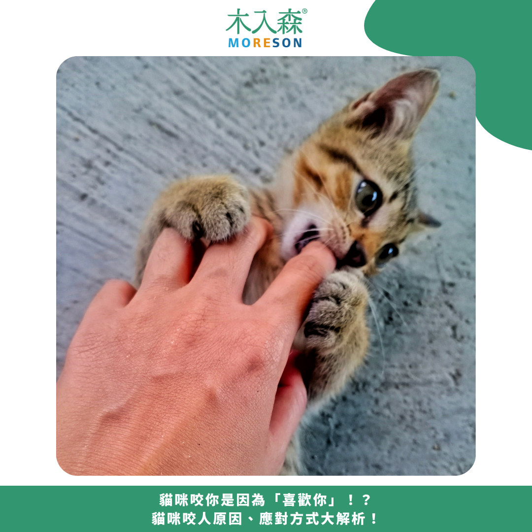 貓咪咬你是因為「喜歡你」!?貓咪咬人原因、應對方式大解析! 貓咪咬你是因為「喜歡你」!?貓咪咬人原因、應對方式大解析!