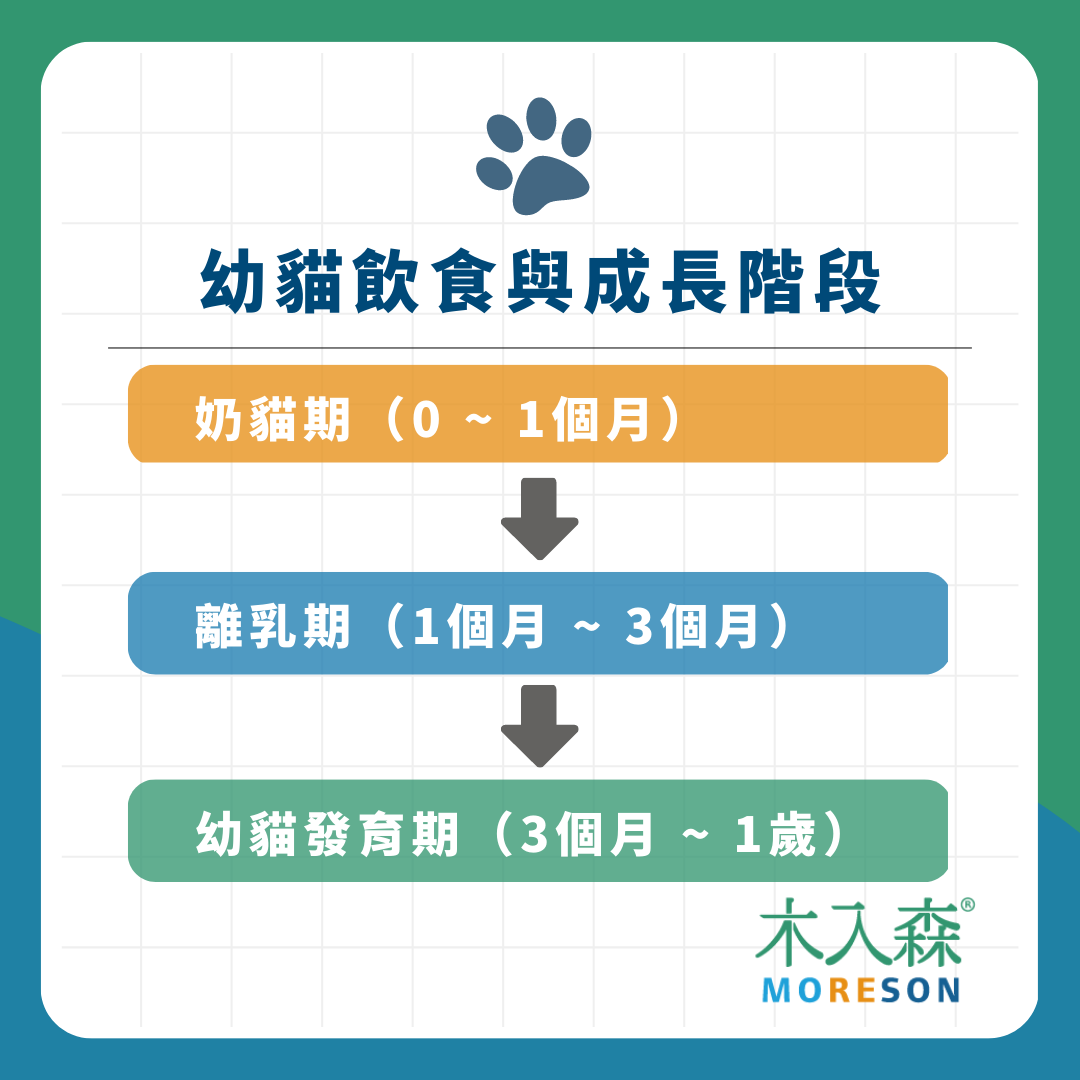 《幼貓照顧-教戰守則》第三章「飲食篇」幼貓吃什麼?吃多少?食量怎麼抓? 《幼貓照顧-教戰守則》第三章「飲食篇」幼貓吃什麼?吃多少?食量怎麼抓?