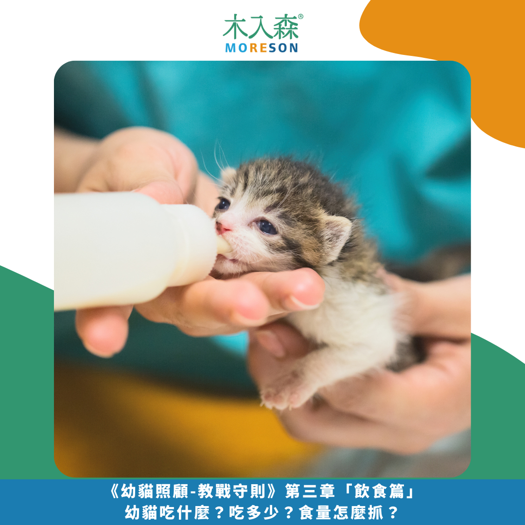 《幼貓照顧-教戰守則》第三章「飲食篇」幼貓吃什麼？吃多少？食量怎麼抓？