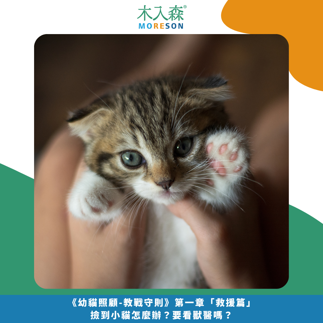 發現貓咪尿不出來?用這「5」個步驟判斷原因、症狀、預防復發方法。 發現貓咪尿不出來?用這「5」個步驟判斷原因、症狀、預防復發方法。