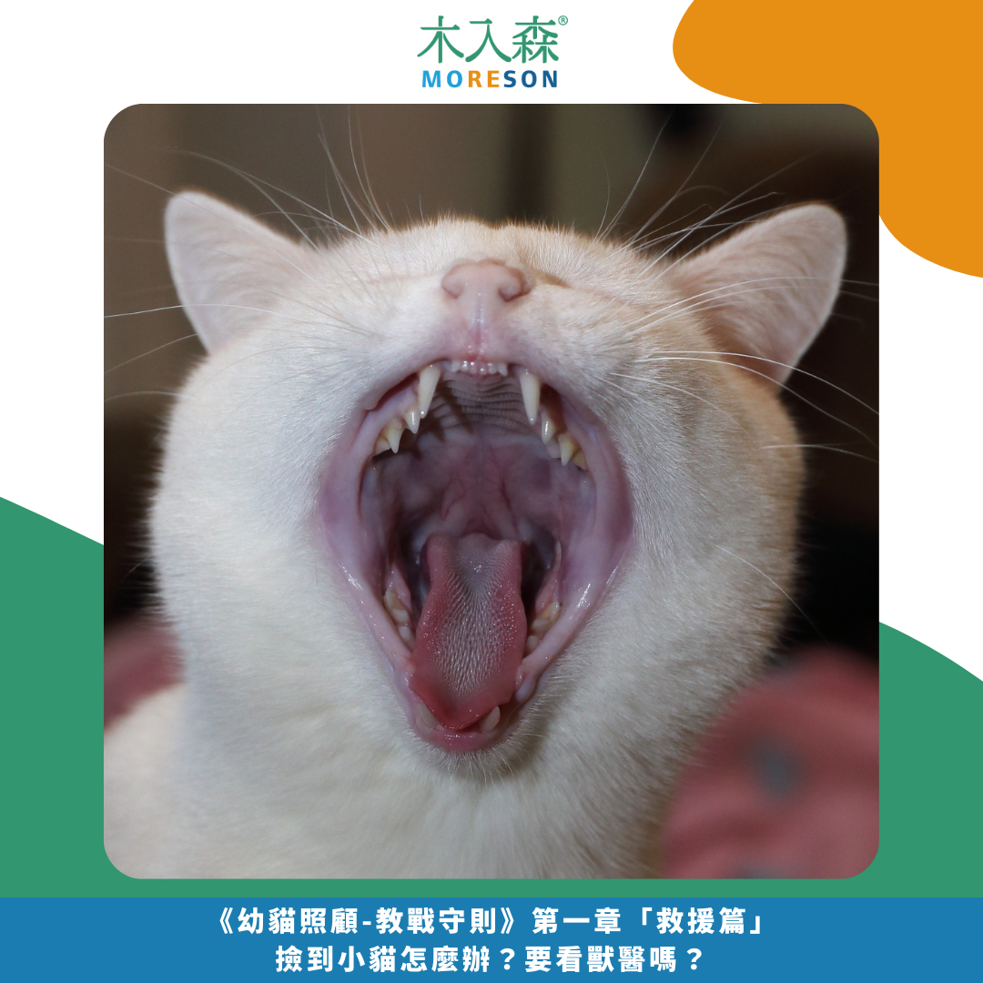 發現貓咪尿不出來?用這「5」個步驟判斷原因、症狀、預防復發方法。 發現貓咪尿不出來?用這「5」個步驟判斷原因、症狀、預防復發方法。