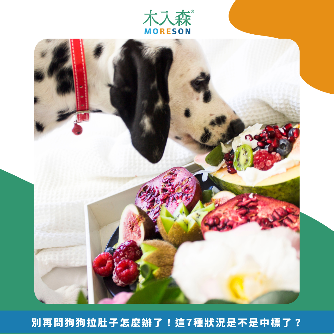 別再問狗狗拉肚子怎麼辦了!「快速」判斷原因與症狀 別再問狗狗拉肚子怎麼辦了!「快速」判斷原因與症狀