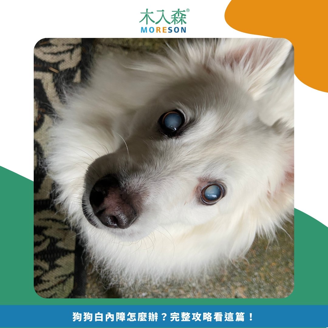 狗狗白內障怎麼辦?完整攻略看這篇! 狗狗白內障怎麼辦?完整攻略看這篇!