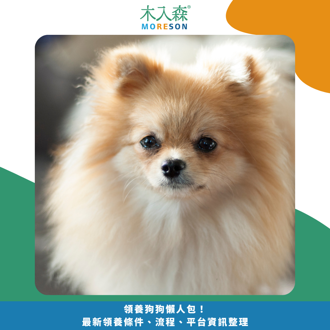 領養狗狗懶人包! 最新領養條件、流程、平台資訊整理 領養狗狗懶人包! 最新領養條件、流程、平台資訊整理