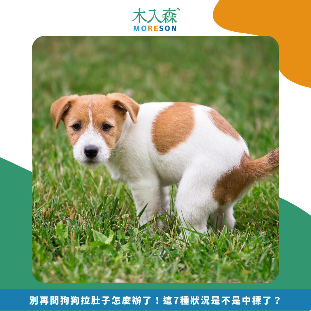 別再問狗狗拉肚子怎麼辦了!「快速」判斷原因與症狀 別再問狗狗拉肚子怎麼辦了!「快速」判斷原因與症狀