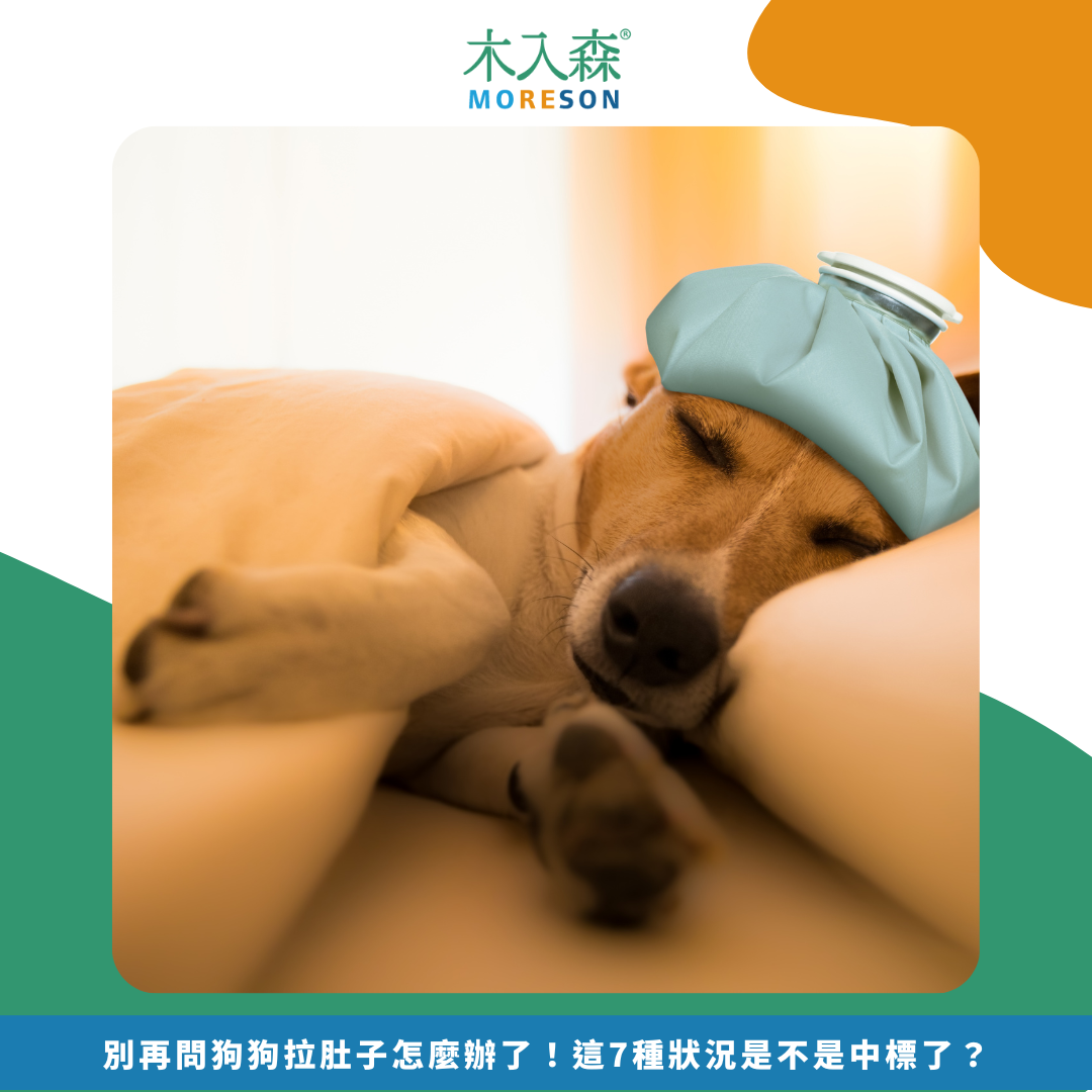 別再問狗狗拉肚子怎麼辦了！「快速」判斷原因與症狀