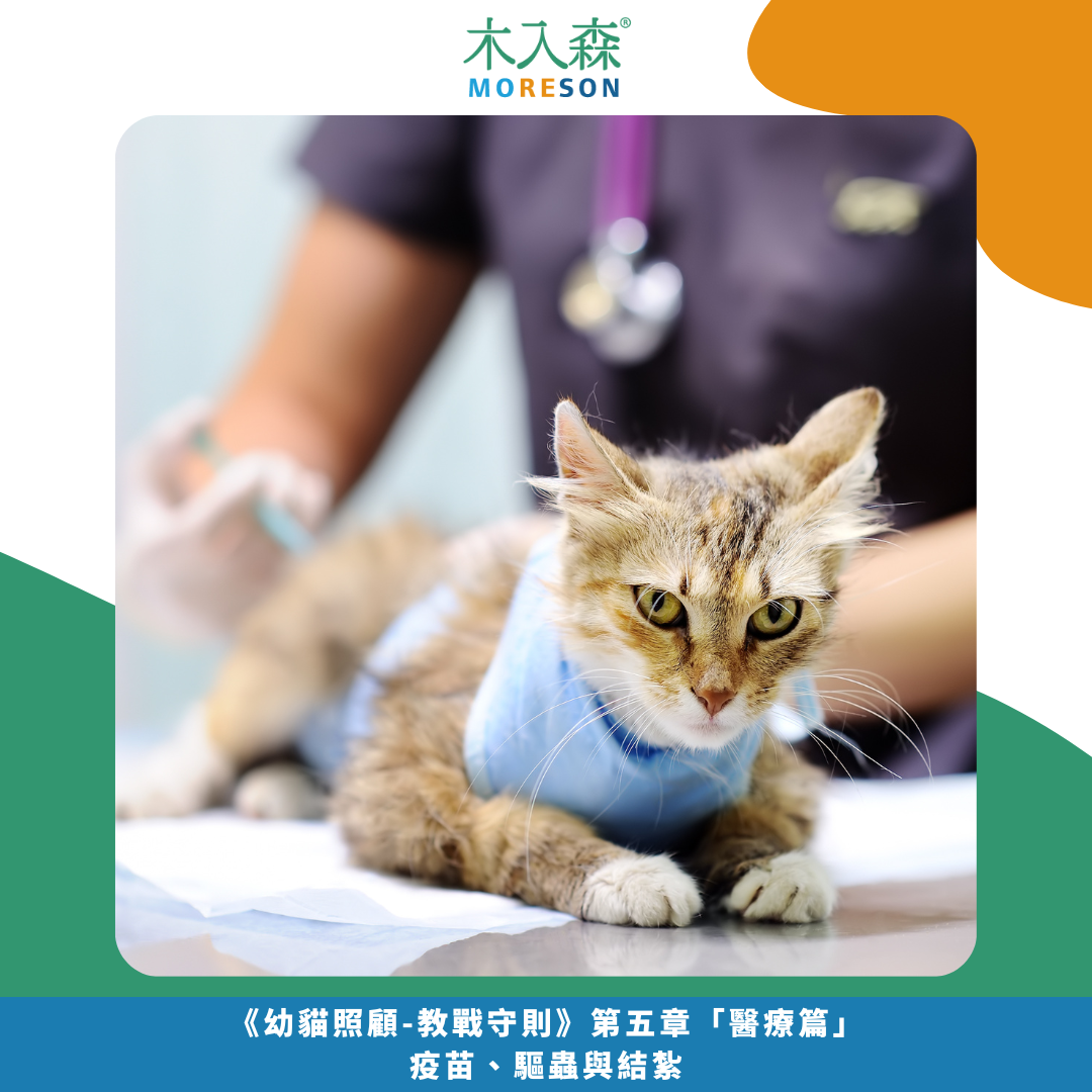 《幼貓照顧-教戰守則.5》醫療篇：疫苗、驅蟲、結紮，一次搞懂Knowhow！
