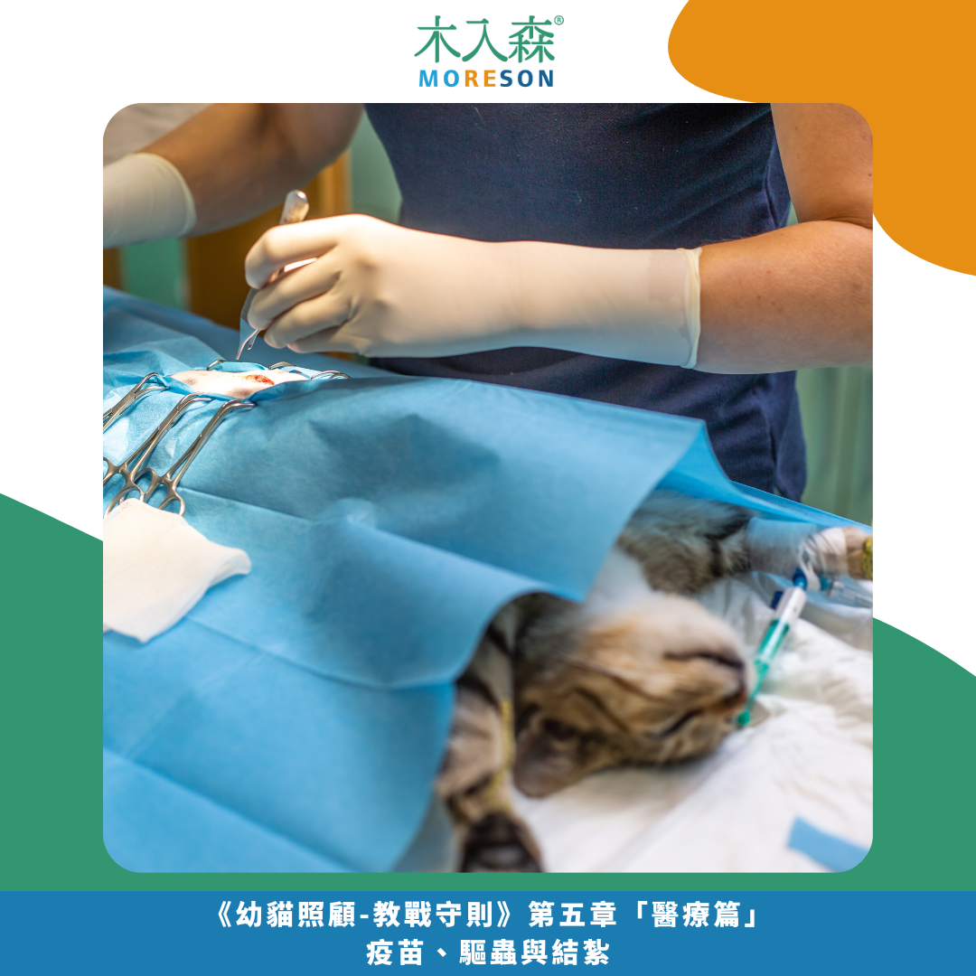 《幼貓照顧-教戰守則.5》醫療篇：疫苗、驅蟲、結紮，一次搞懂Knowhow！