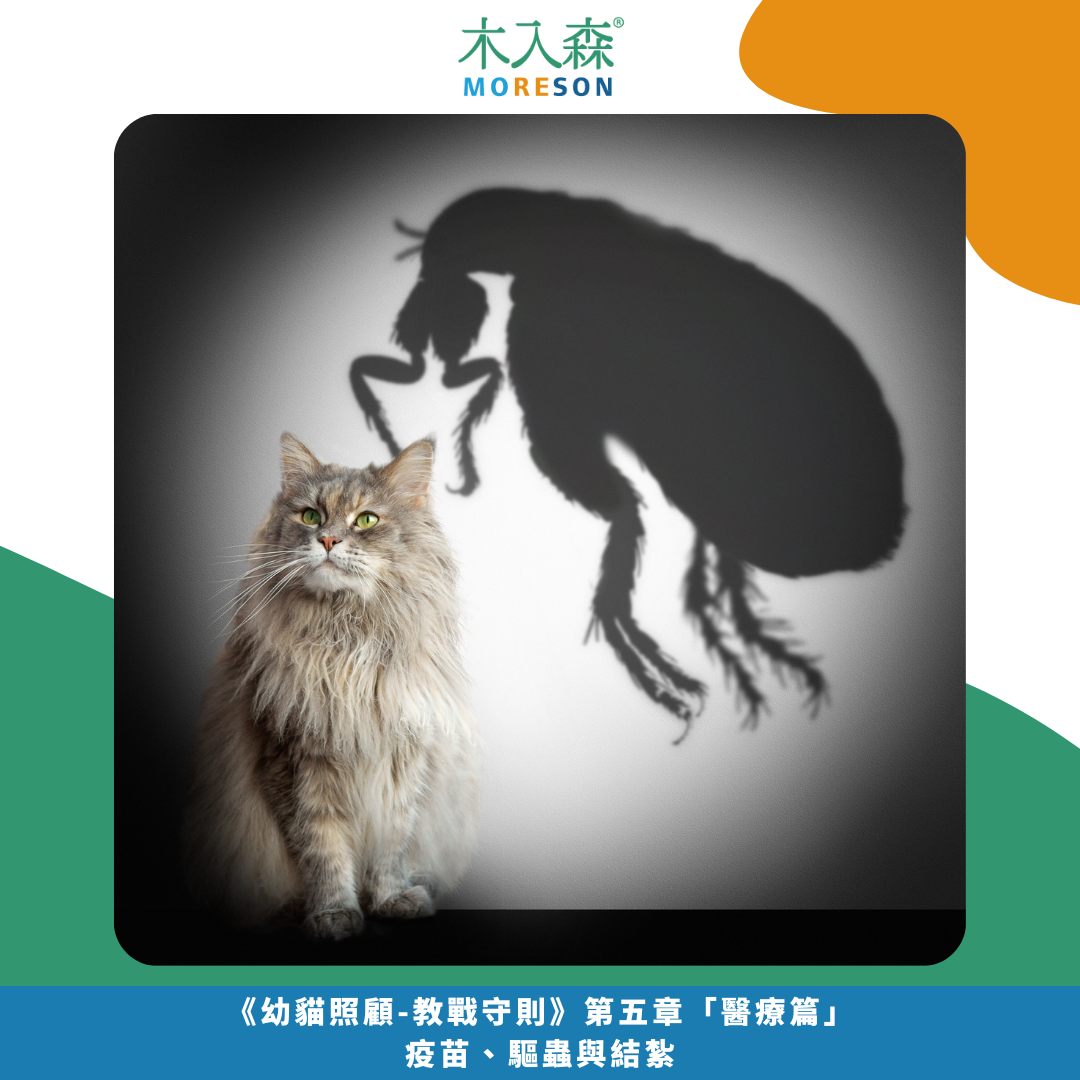 《幼貓照顧-教戰守則.5》醫療篇：疫苗、驅蟲、結紮，一次搞懂Knowhow！