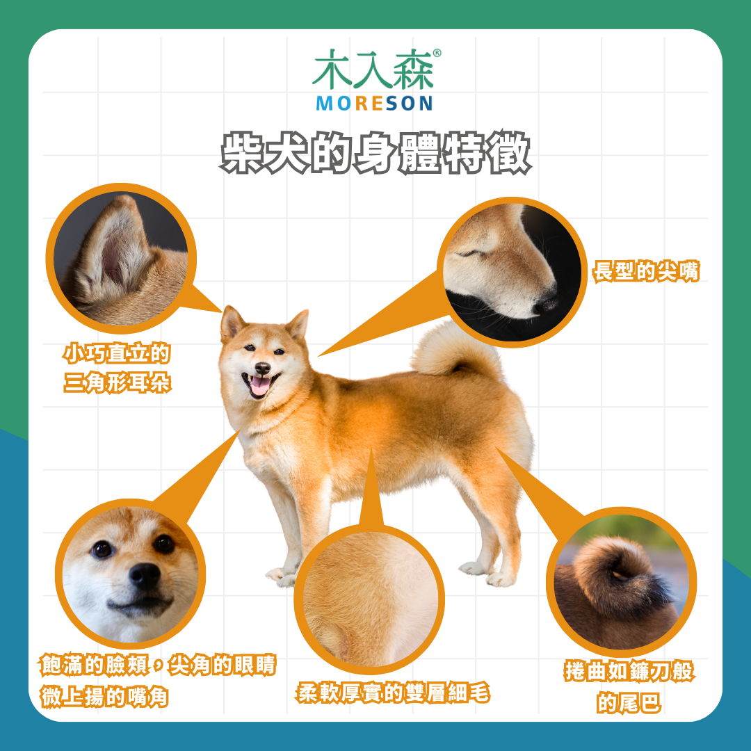 飼養柴犬必看指南！五大面向：外觀、智商、個性、體質、照顧