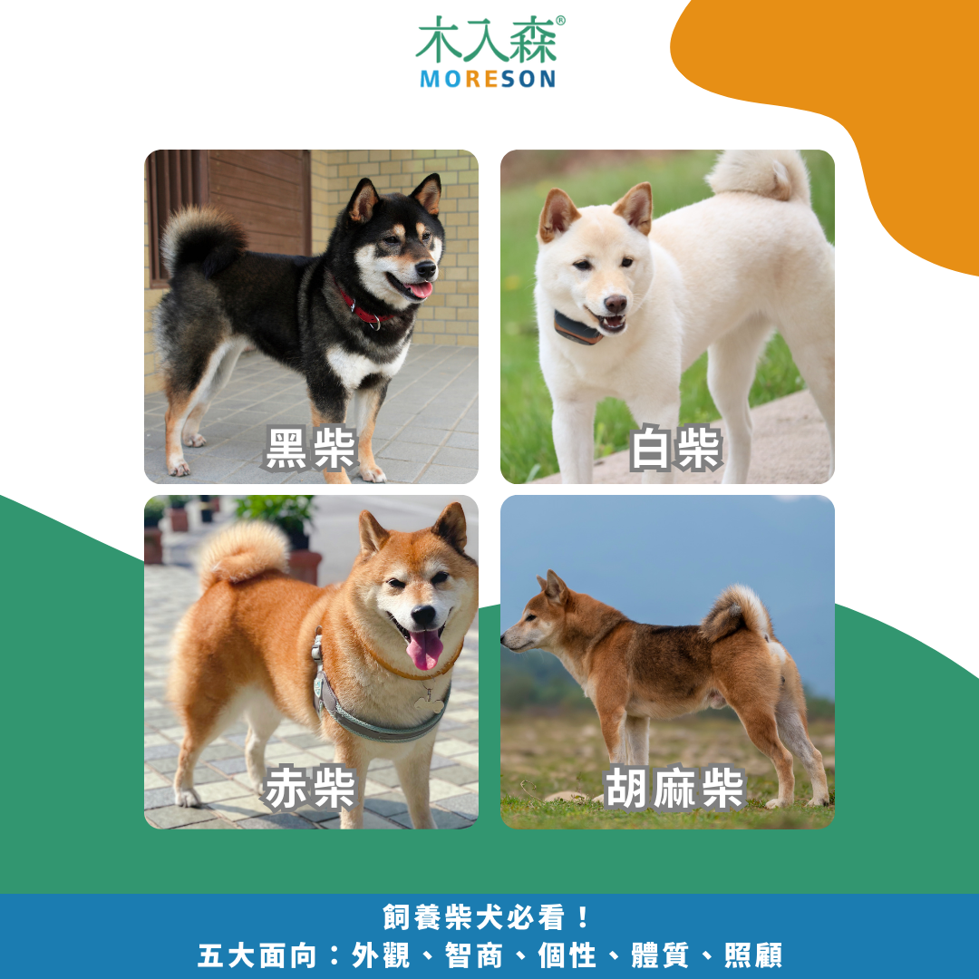 飼養柴犬必看指南！五大面向：外觀、智商、個性、體質、照顧