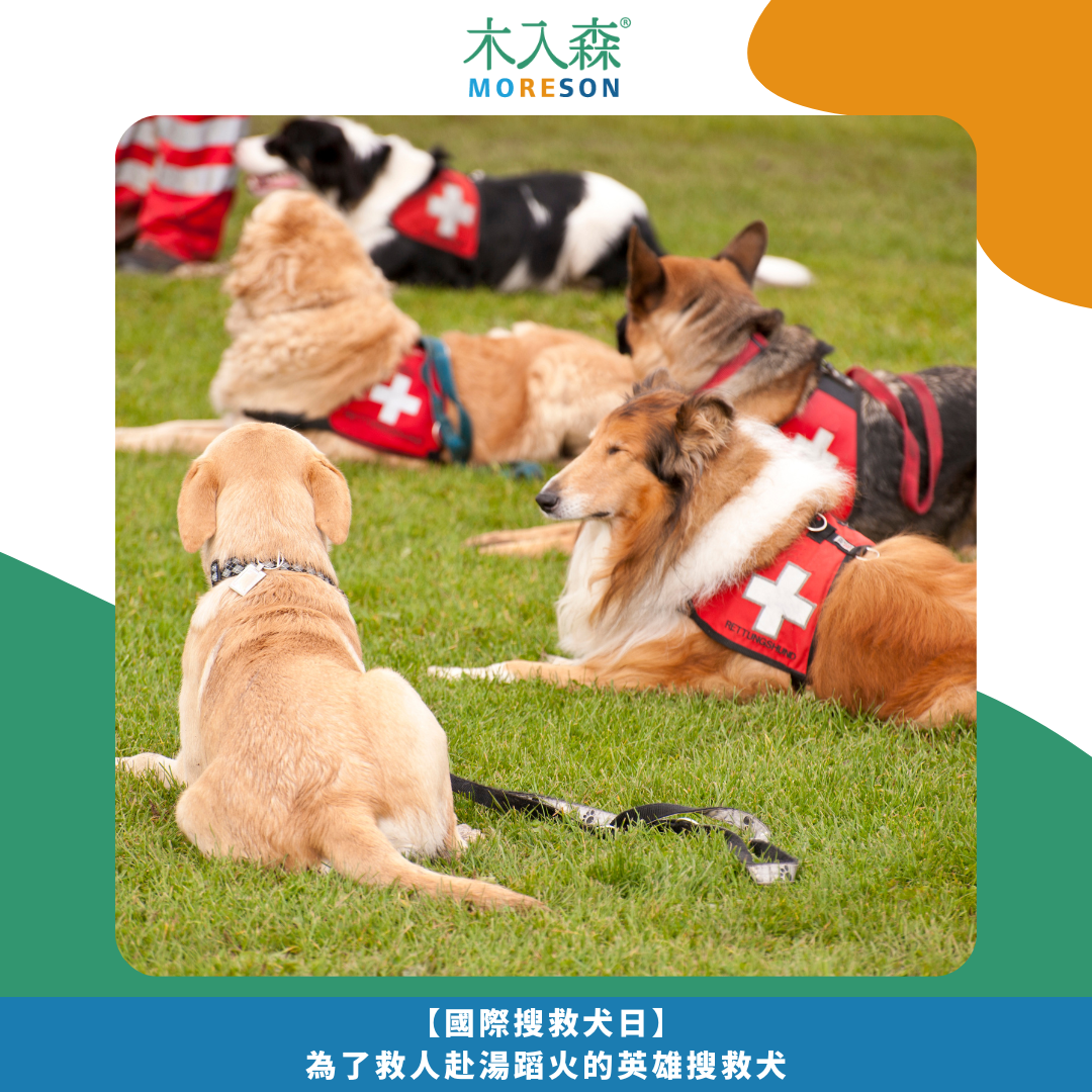 【國際搜救犬日】 為了救人赴湯蹈火的英雄搜救犬