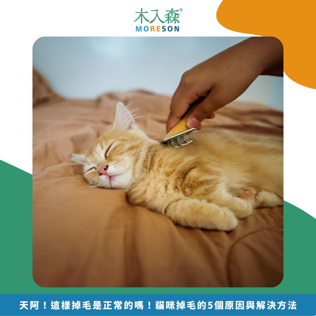 天阿!這樣掉毛是正常的嗎!貓咪掉毛的5個原因與解決方法 天阿!這樣掉毛是正常的嗎!貓咪掉毛的5個原因與解決方法