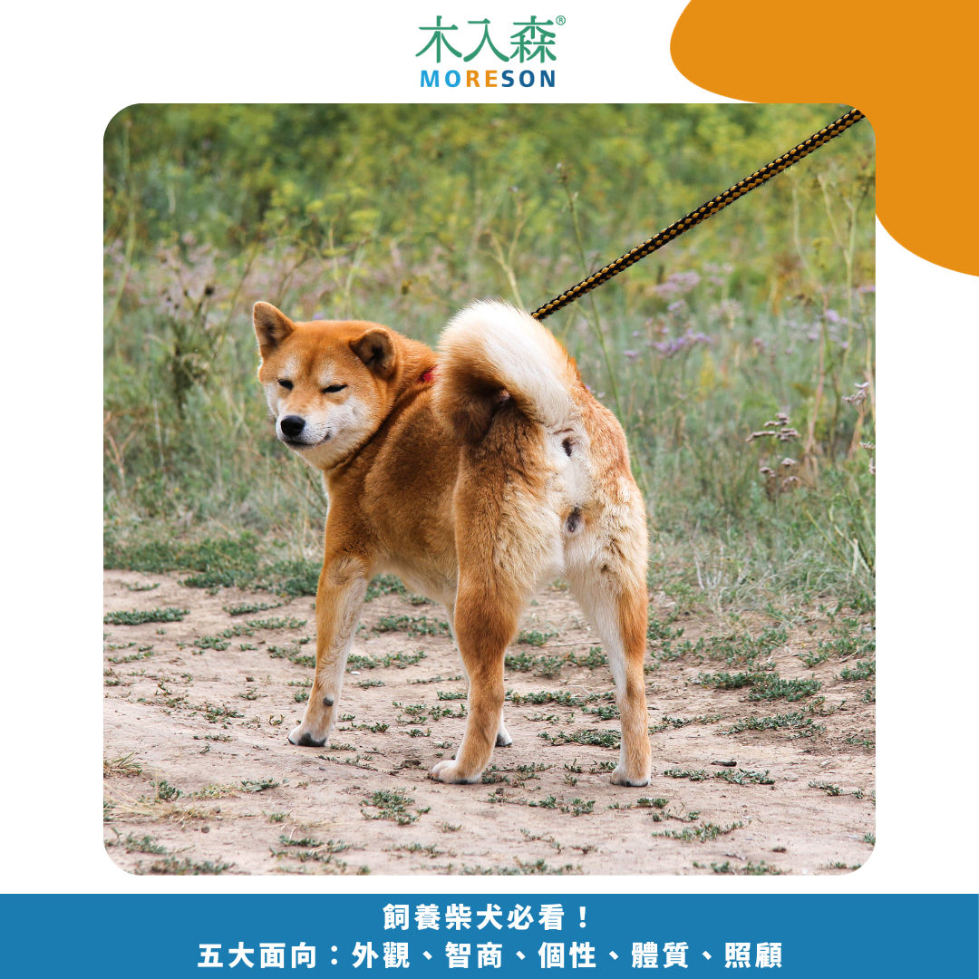 飼養柴犬必看指南！五大面向：外觀、智商、個性、體質、照顧