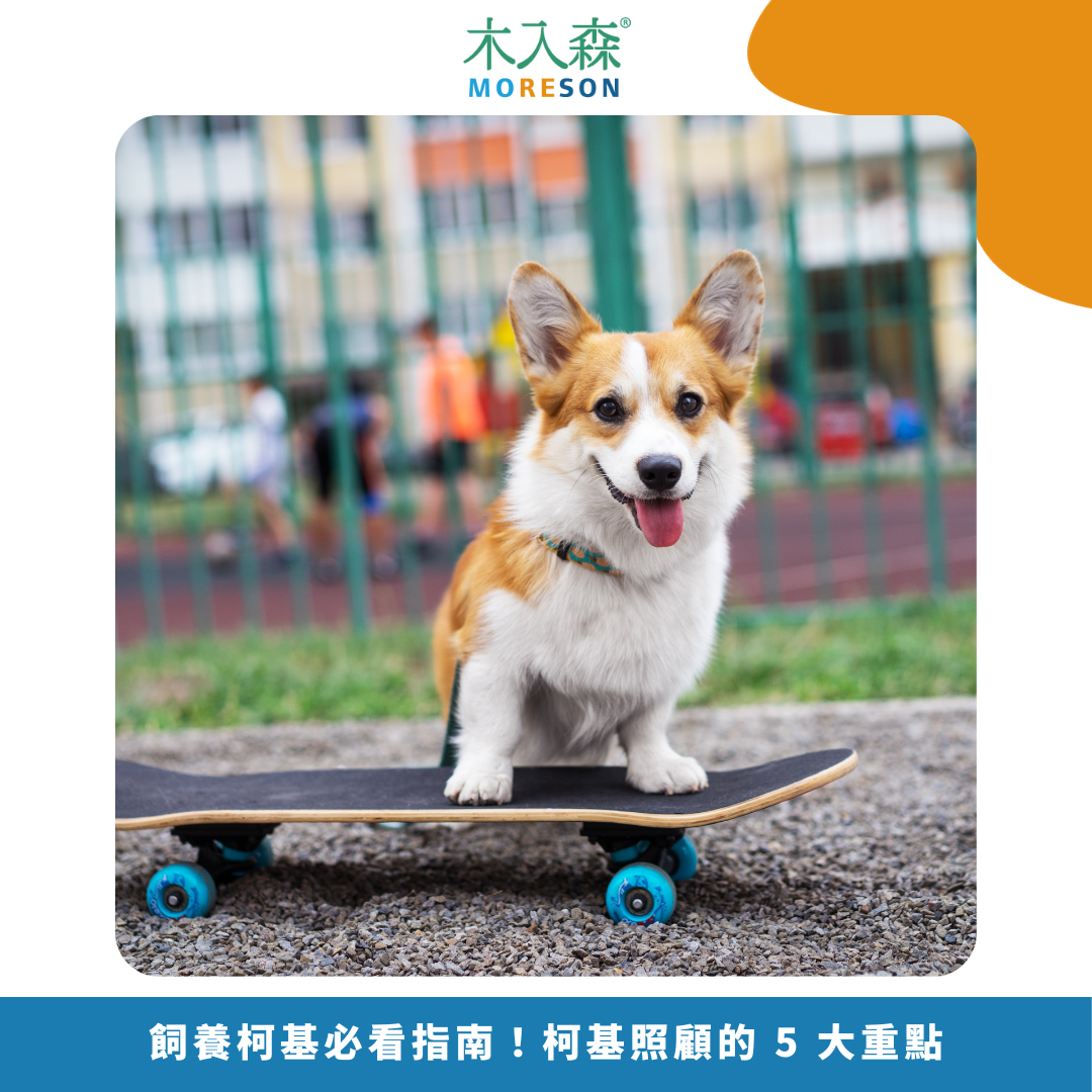 2025飼養柯基必看指南!柯基照顧的 5 大重點 2025飼養柯基必看指南!柯基照顧的 5 大重點