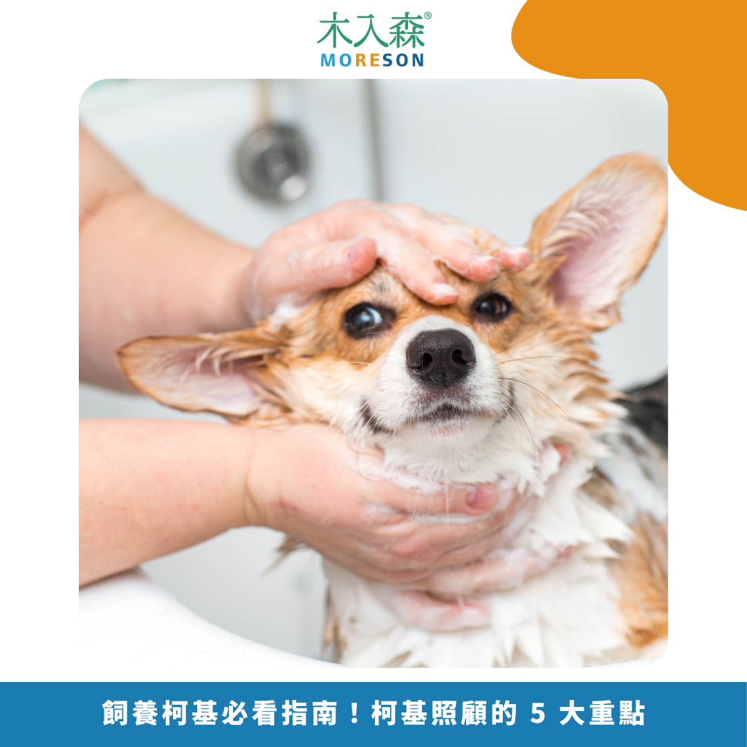 2025飼養柯基必看指南!柯基照顧的 5 大重點 2025飼養柯基必看指南!柯基照顧的 5 大重點