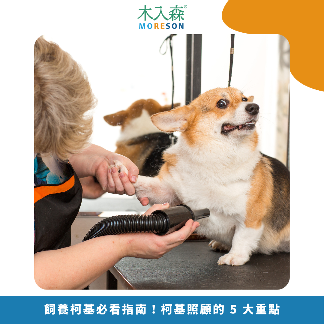 2025飼養柯基必看指南!柯基照顧的 5 大重點 2025飼養柯基必看指南!柯基照顧的 5 大重點