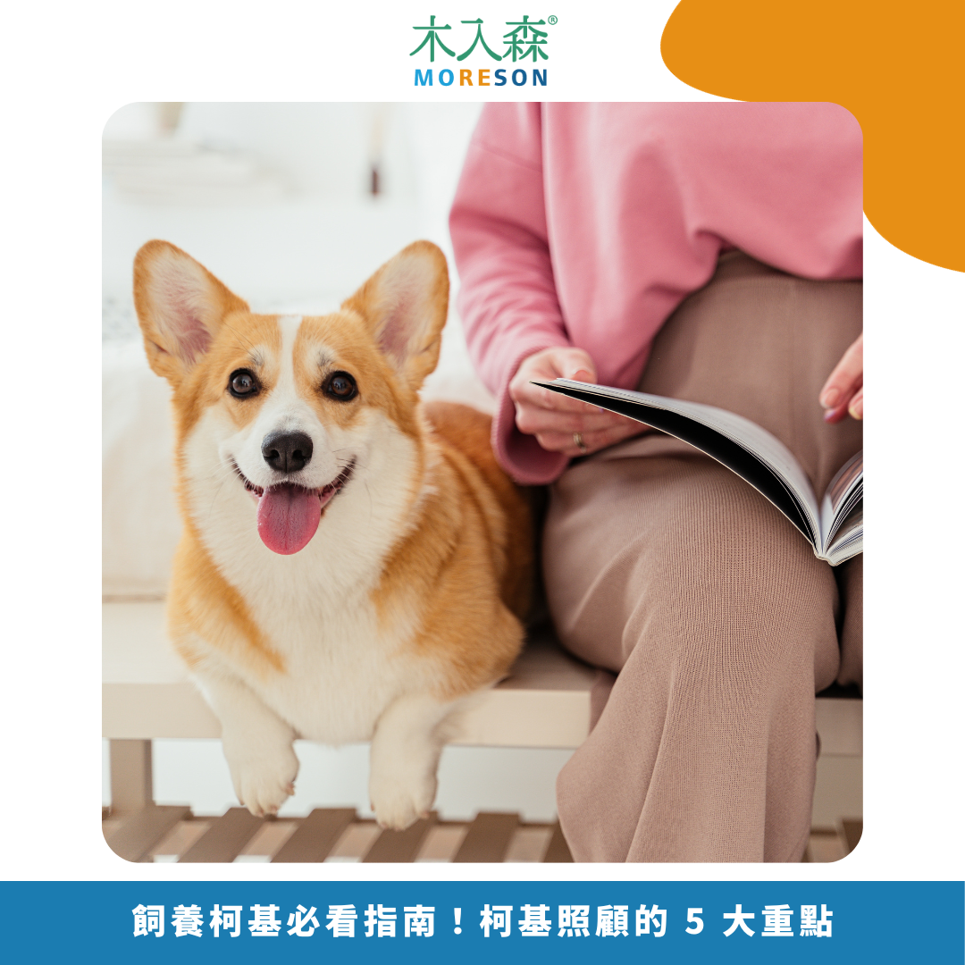 2025飼養柯基必看指南!柯基照顧的 5 大重點 2025飼養柯基必看指南!柯基照顧的 5 大重點