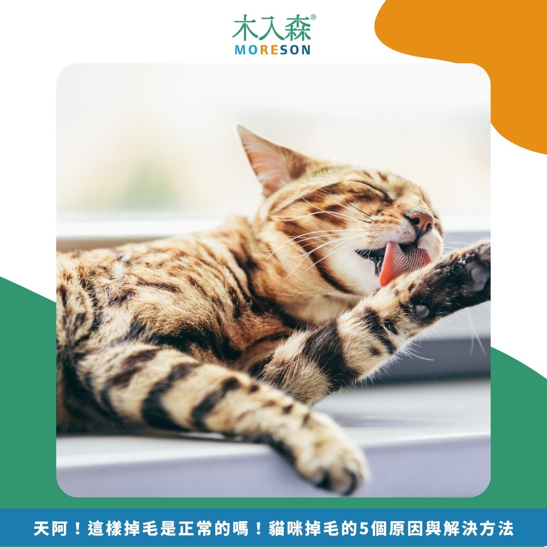天阿!這樣掉毛是正常的嗎!貓咪掉毛的5個原因與解決方法 天阿!這樣掉毛是正常的嗎!貓咪掉毛的5個原因與解決方法