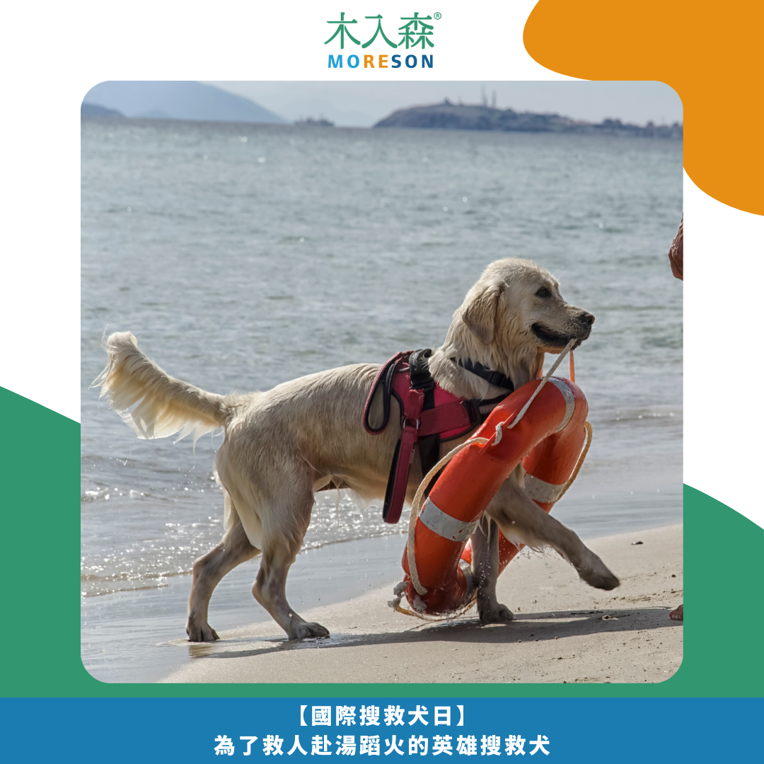 【國際搜救犬日】 為了救人赴湯蹈火的英雄搜救犬