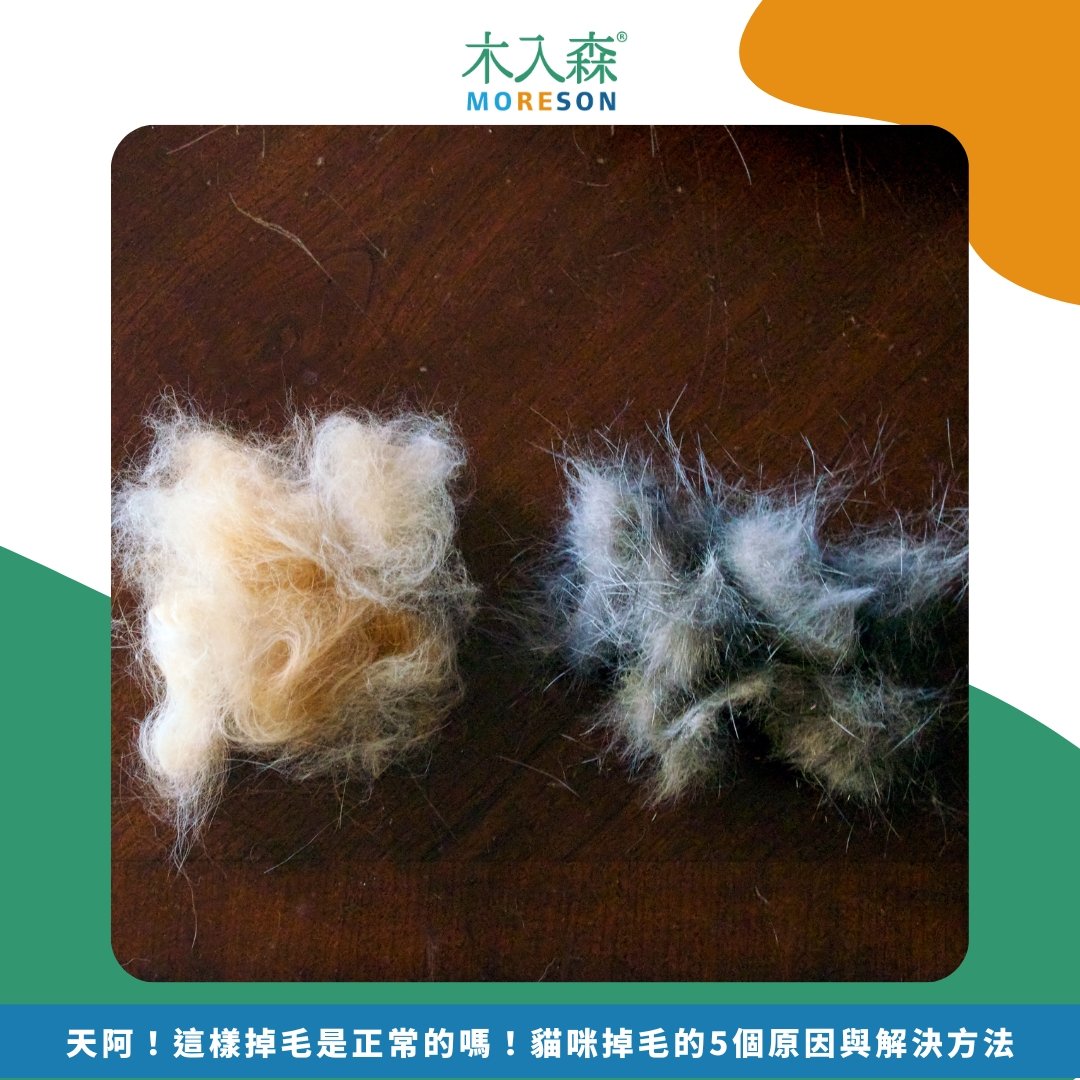 天阿!這樣掉毛是正常的嗎!貓咪掉毛的5個原因與解決方法 天阿!這樣掉毛是正常的嗎!貓咪掉毛的5個原因與解決方法