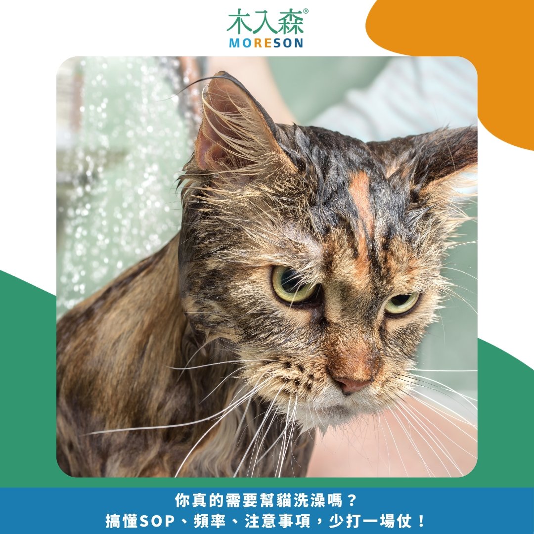 你真的需要幫貓洗澡嗎?搞懂SOP、頻率、注意事項,少打一場仗! 你真的需要幫貓洗澡嗎?搞懂SOP、頻率、注意事項,少打一場仗!