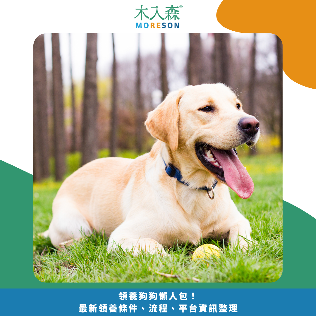 領養狗狗懶人包! 最新領養條件、流程、平台資訊整理 領養狗狗懶人包! 最新領養條件、流程、平台資訊整理