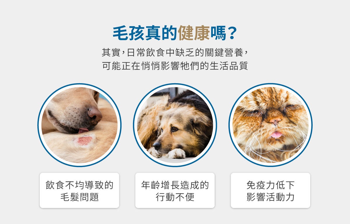  木入森 寵物魚油粉｜犬貓魚油 高EPA寵物魚油 ｜貓狗魚油推薦_2