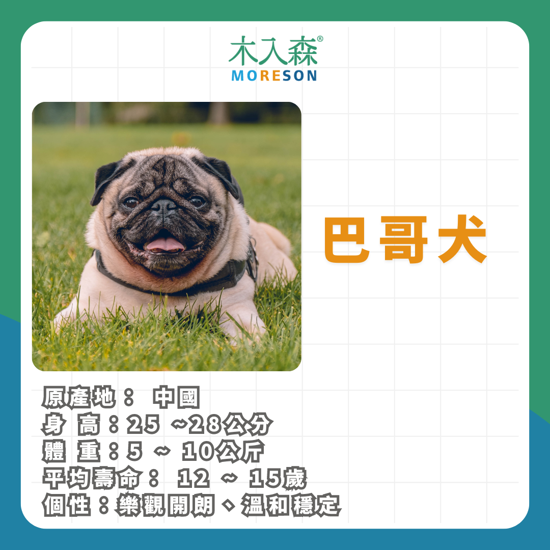 21種狗狗品種總整理|養狗狗前必讀 21種狗狗品種總整理|養狗狗前必讀