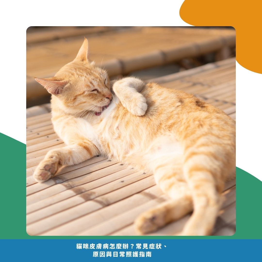 常見的貓咪皮膚病種類 常見的貓咪皮膚病種類