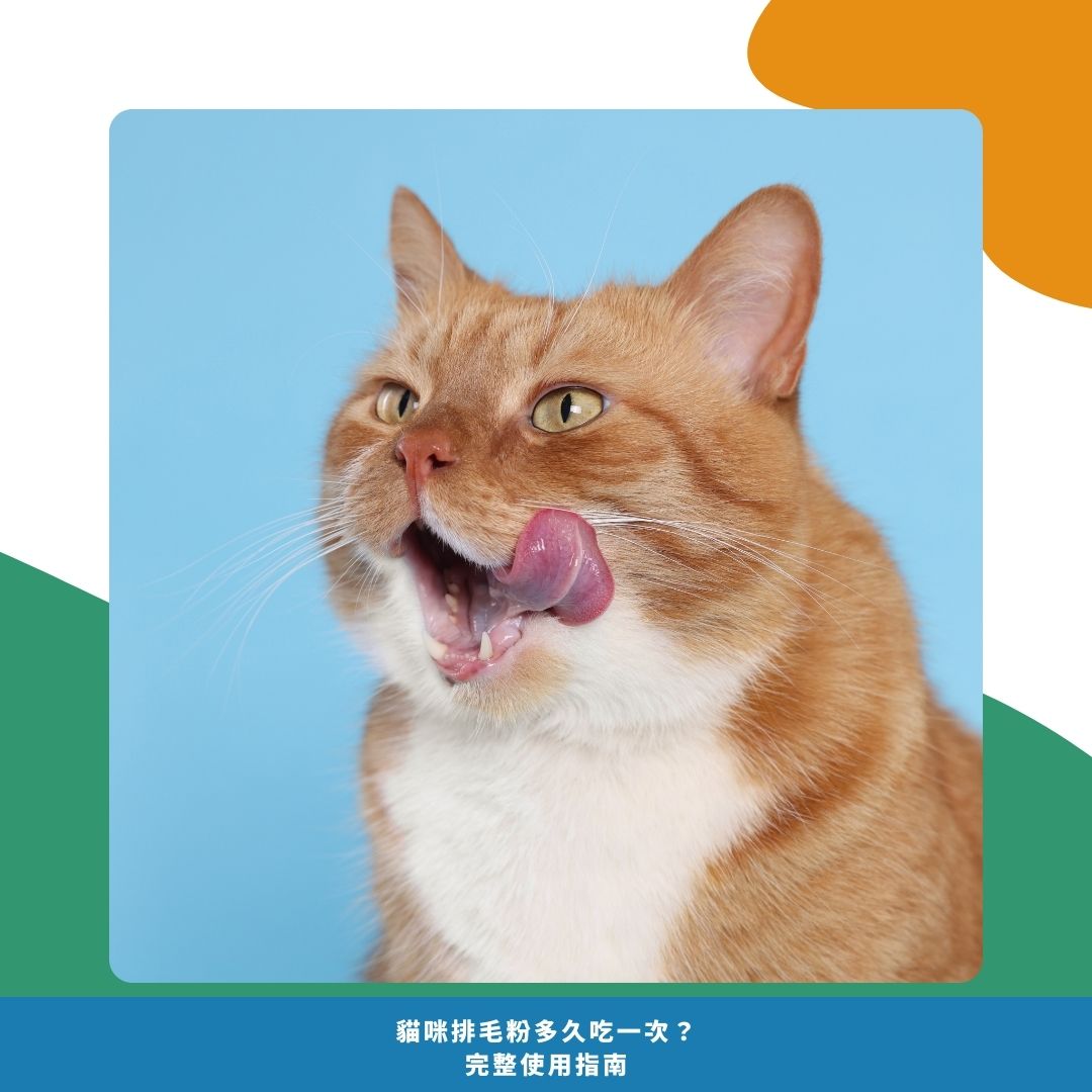 排毛粉多久吃一次 排毛粉多久吃一次