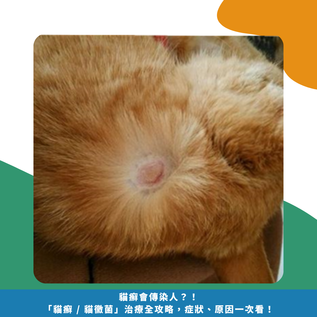 貓癬會傳染人?!「貓癬 / 貓黴菌」治療全攻略,症狀、原因一次看! 貓癬會傳染人?!「貓癬 / 貓黴菌」治療全攻略,症狀、原因一次看!
