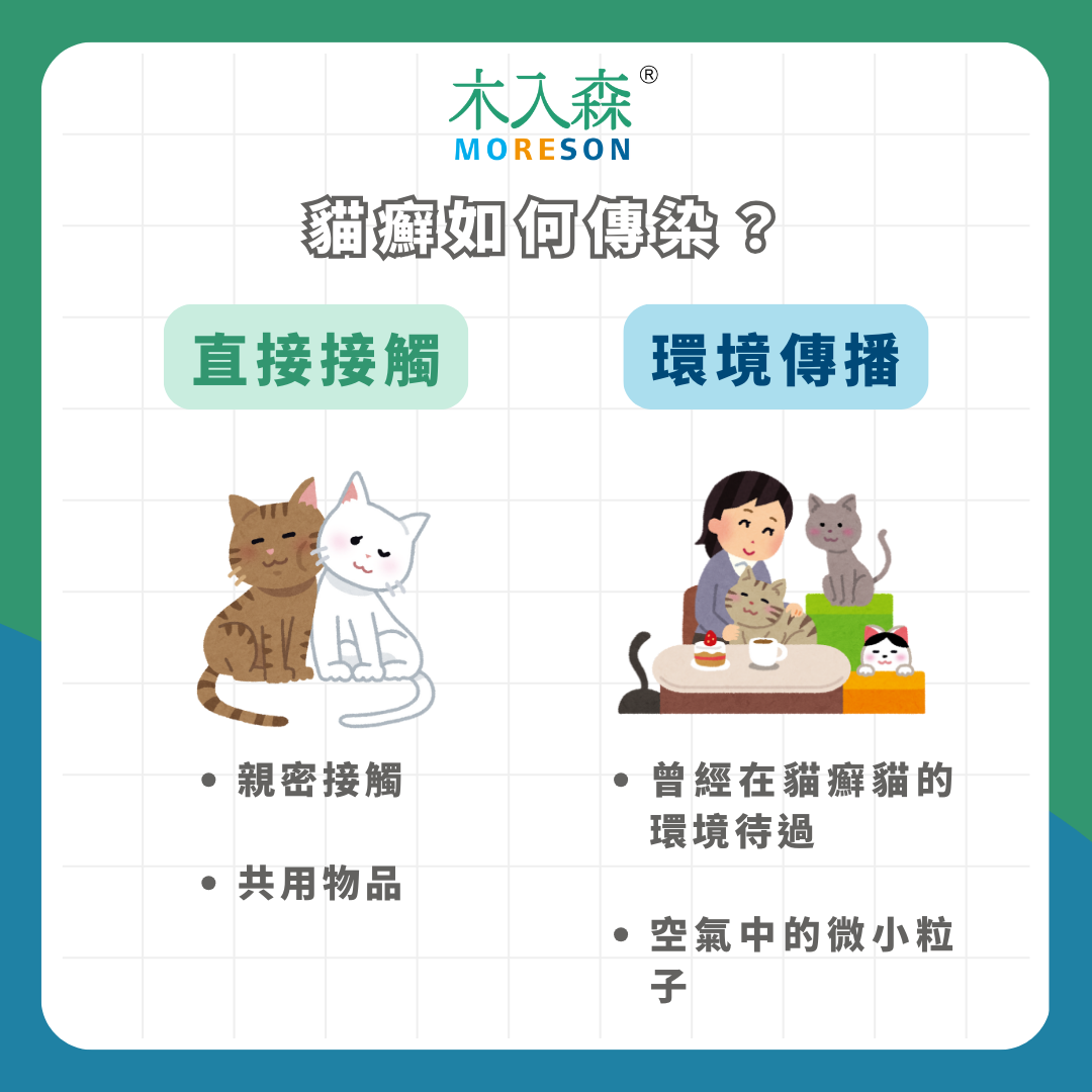 貓癬會傳染人?!「貓癬 / 貓黴菌」治療全攻略,症狀、原因一次看! 貓癬會傳染人?!「貓癬 / 貓黴菌」治療全攻略,症狀、原因一次看!