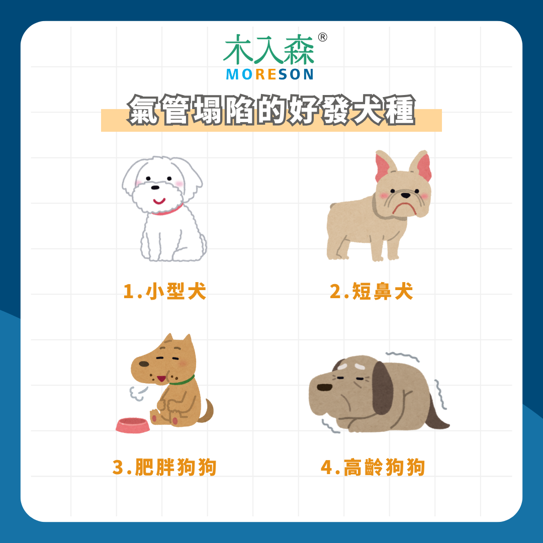 總是喘不過氣!狗狗氣管塌陷是什麼?了解症狀、預防與治療方式 總是喘不過氣!狗狗氣管塌陷是什麼?了解症狀、預防與治療方式