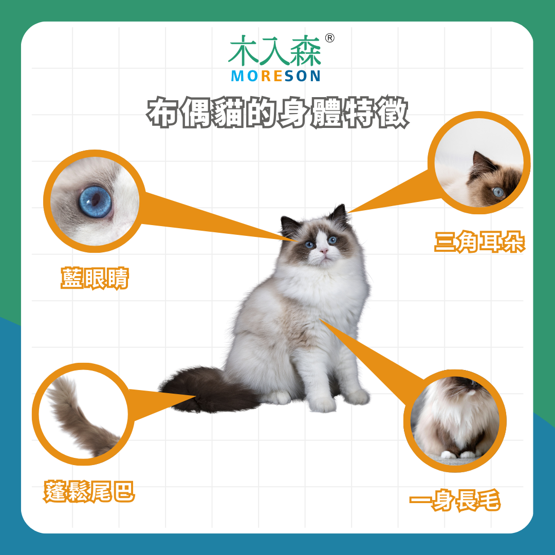 2025飼養布偶貓必看!五大面向:外觀、智商、個性、體質、照顧 2025飼養布偶貓必看!五大面向:外觀、智商、個性、體質、照顧