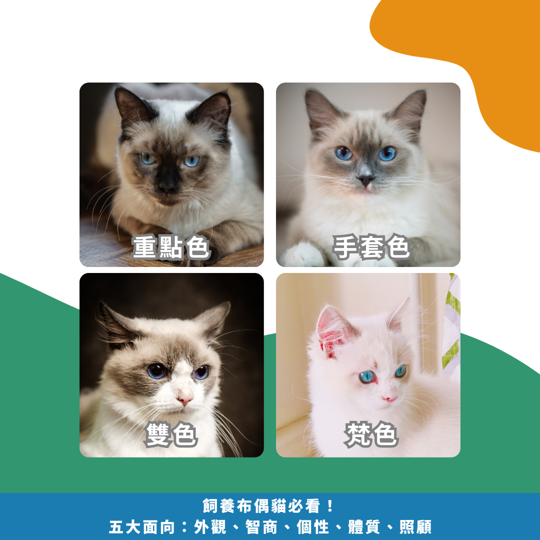 2025飼養布偶貓必看!五大面向:外觀、智商、個性、體質、照顧 2025飼養布偶貓必看!五大面向:外觀、智商、個性、體質、照顧