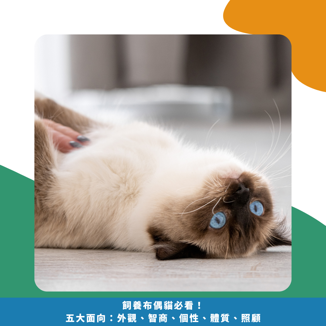 2025飼養布偶貓必看!五大面向:外觀、智商、個性、體質、照顧 2025飼養布偶貓必看!五大面向:外觀、智商、個性、體質、照顧