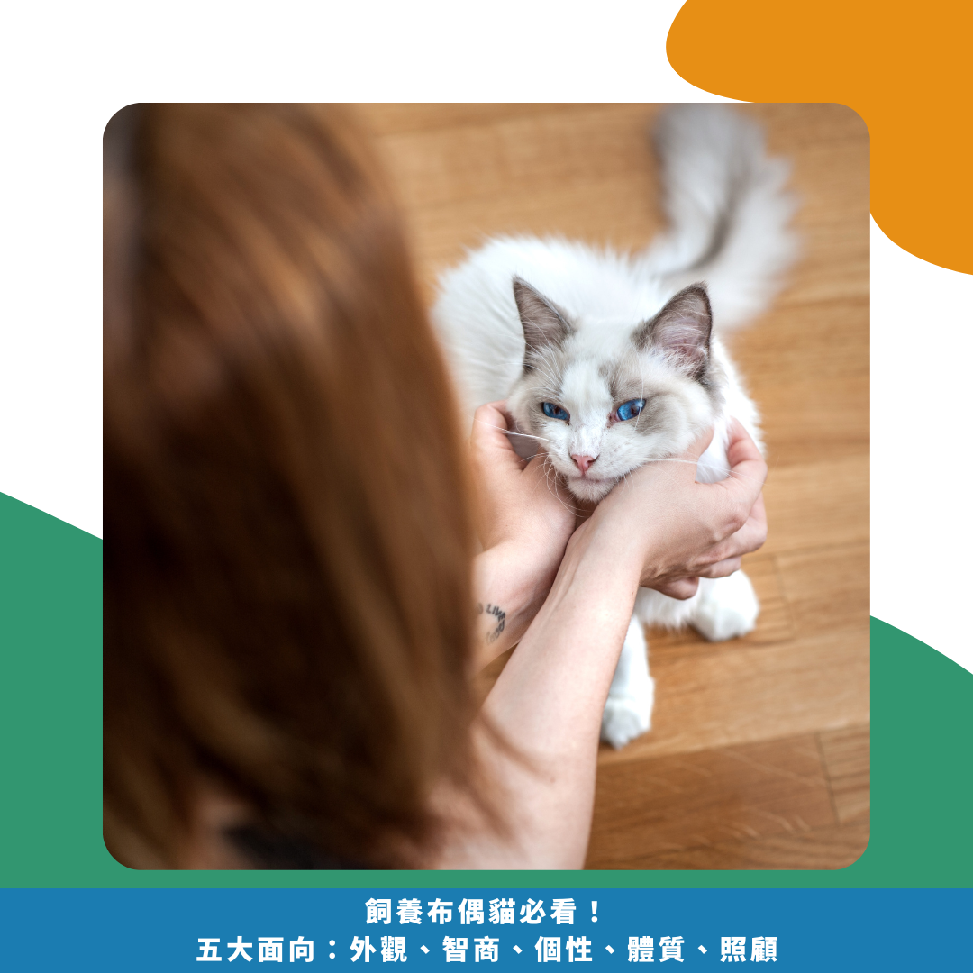 2025飼養布偶貓必看!五大面向:外觀、智商、個性、體質、照顧 2025飼養布偶貓必看!五大面向:外觀、智商、個性、體質、照顧