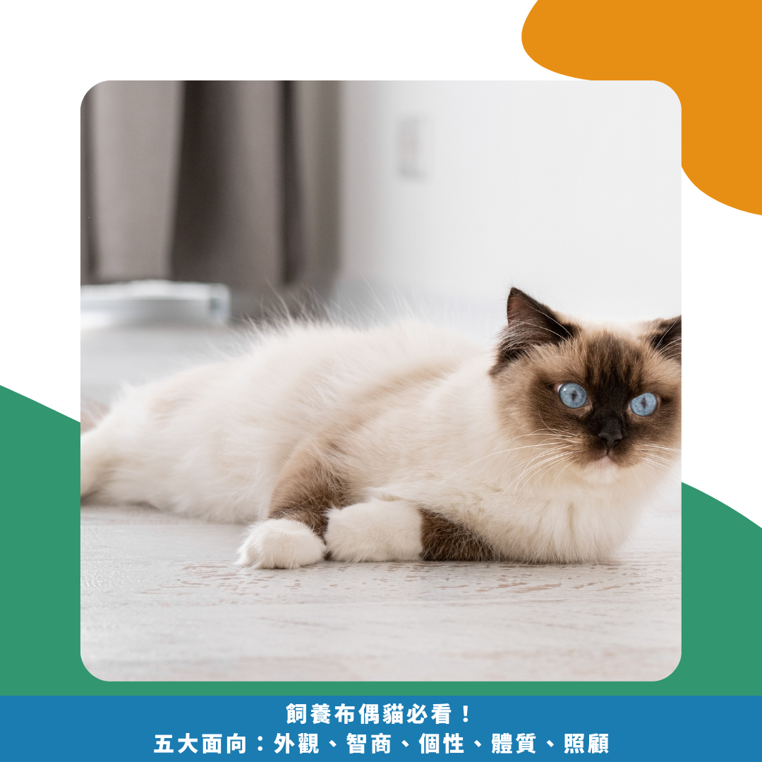2025飼養布偶貓必看!五大面向:外觀、智商、個性、體質、照顧 2025飼養布偶貓必看!五大面向:外觀、智商、個性、體質、照顧