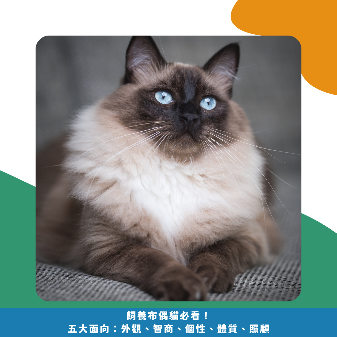 2025飼養布偶貓必看!五大面向:外觀、智商、個性、體質、照顧 2025飼養布偶貓必看!五大面向:外觀、智商、個性、體質、照顧