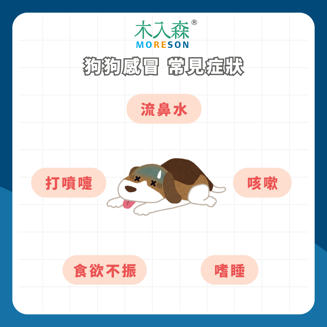 如何分辨狗狗是否感冒?從徵兆到治療,全面解析狗狗感冒症狀、原因及如何照顧! 如何分辨狗狗是否感冒?從徵兆到治療,全面解析狗狗感冒症狀、原因及如何照顧!