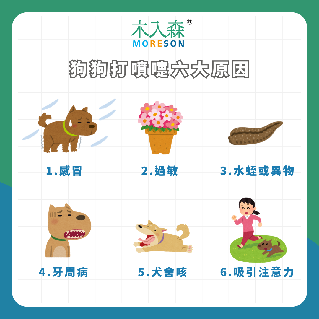 狗狗一直打噴嚏是怎麼了!可能是這些隱藏危機,6大原因你必須知道! 狗狗一直打噴嚏是怎麼了!可能是這些隱藏危機,6大原因你必須知道!