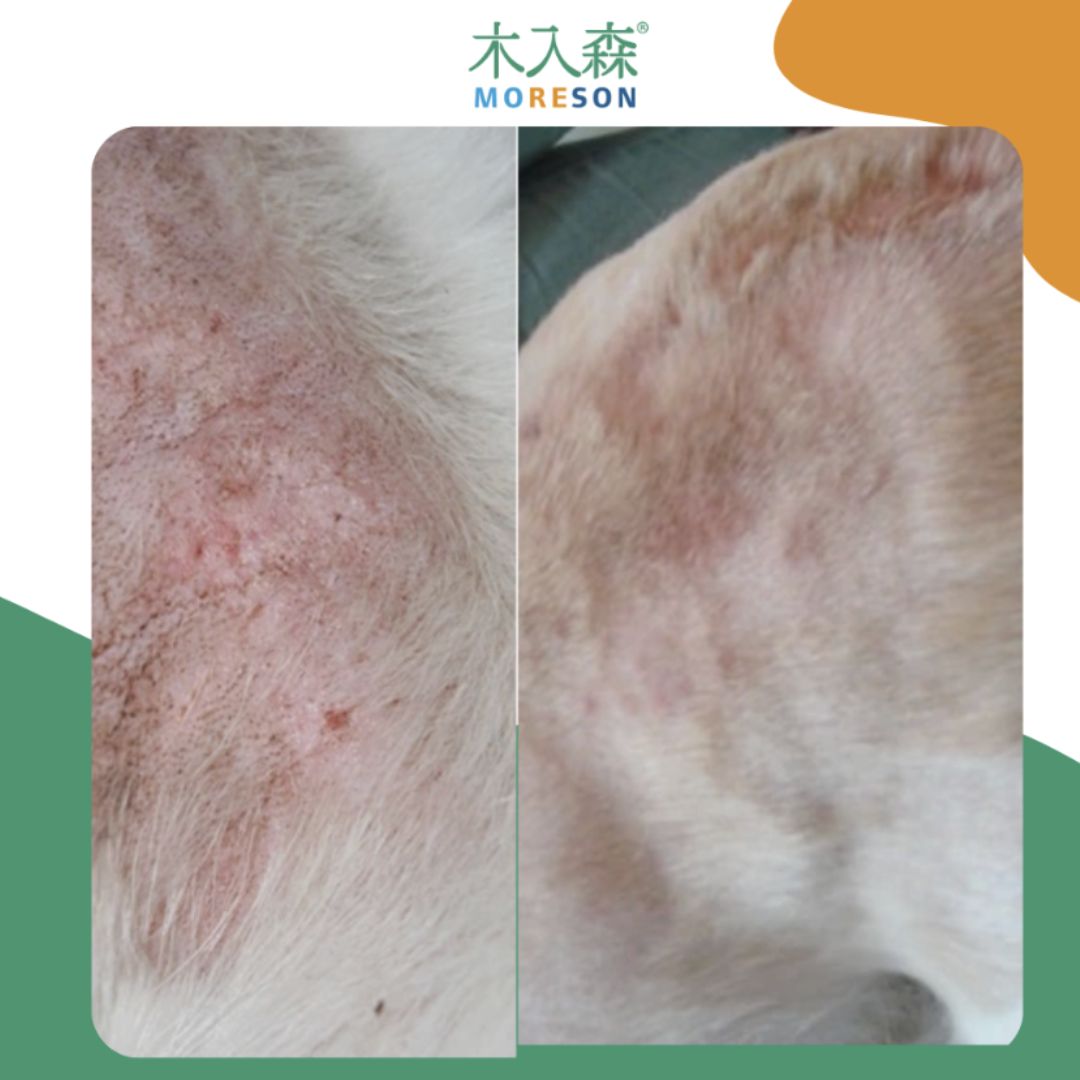 狗狗皮膚異位性過敏示意圖，左右對比呈現腹部與四肢皮膚泛紅、刺激與搔癢痕跡