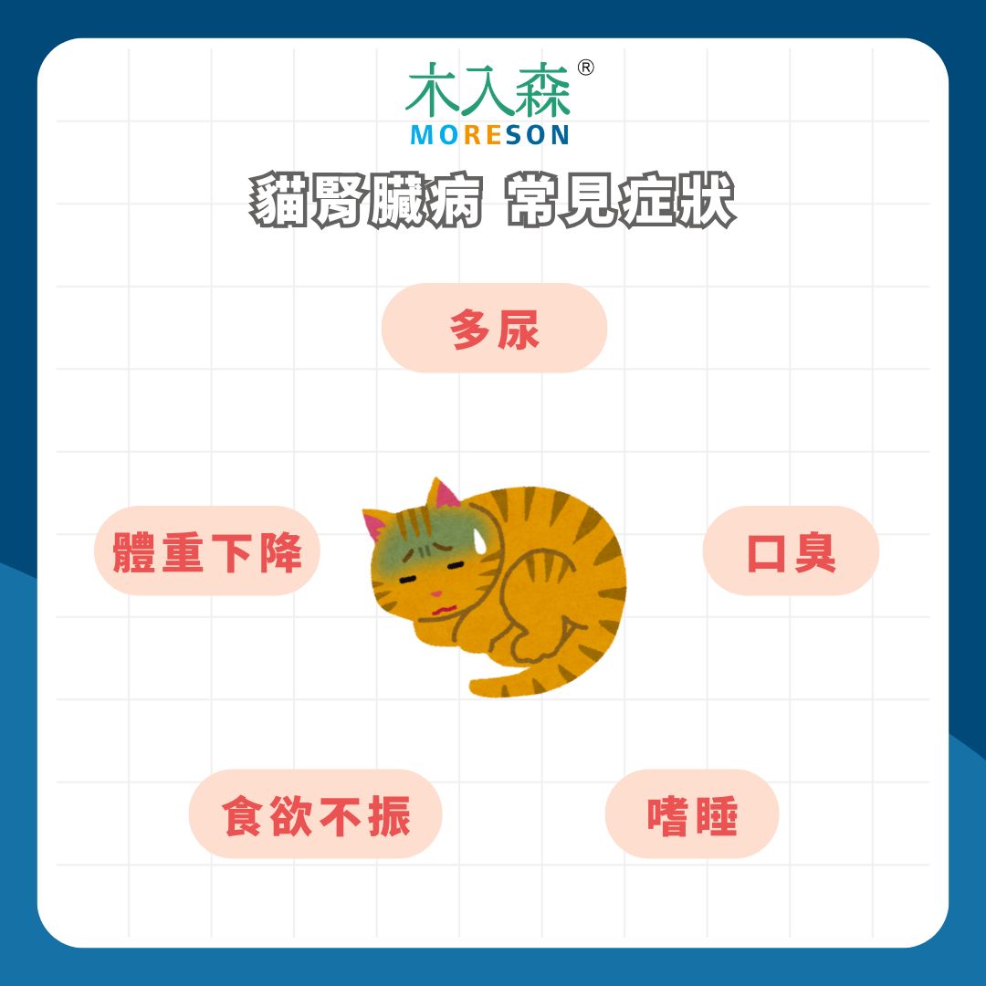 貓腎臟病