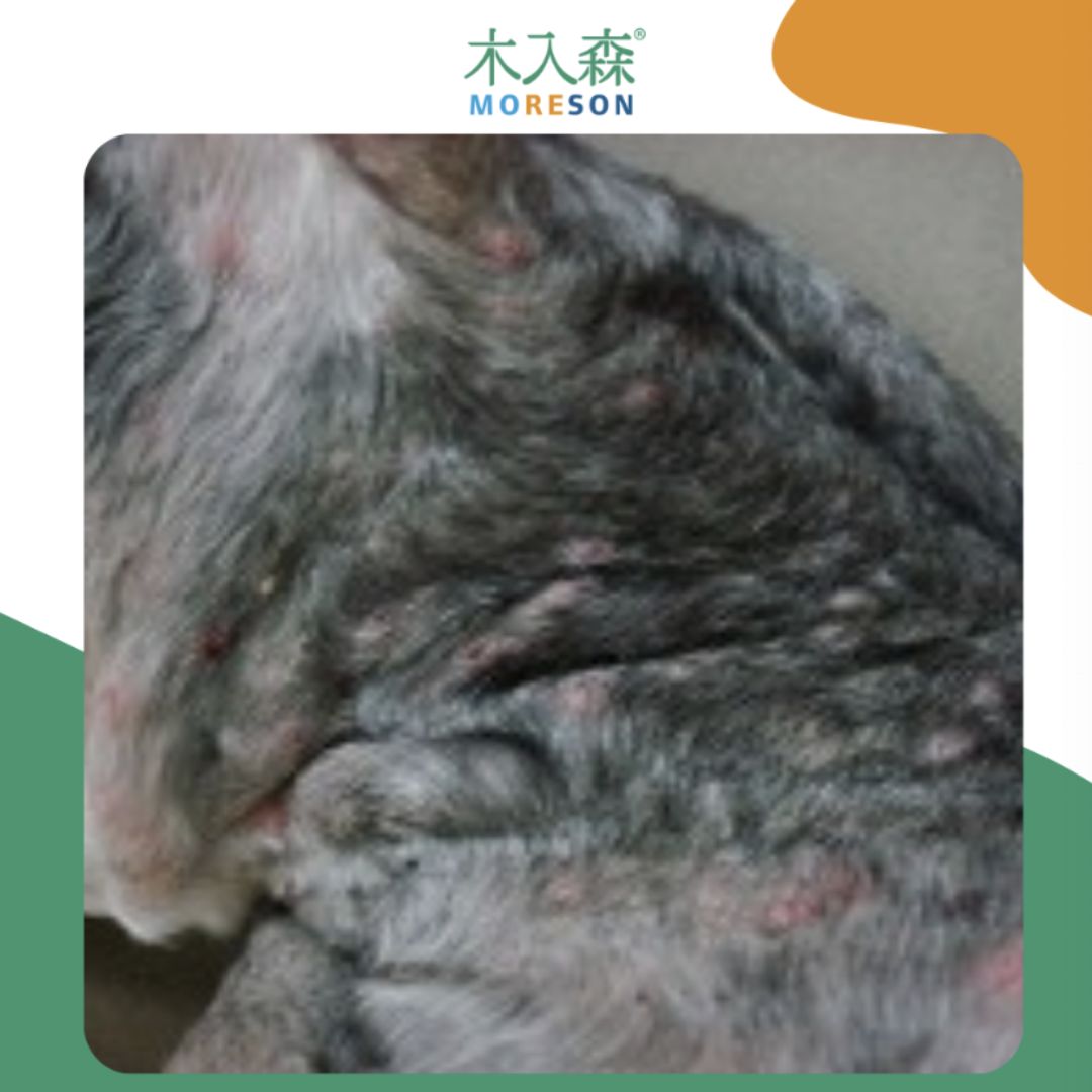 狗狗脂漏性皮膚問題近照，可見大量皮屑、油脂堆積與多處紅疹
