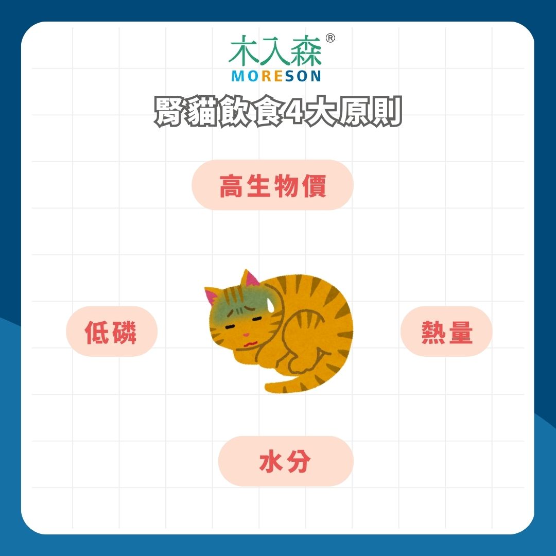 腎貓飲食