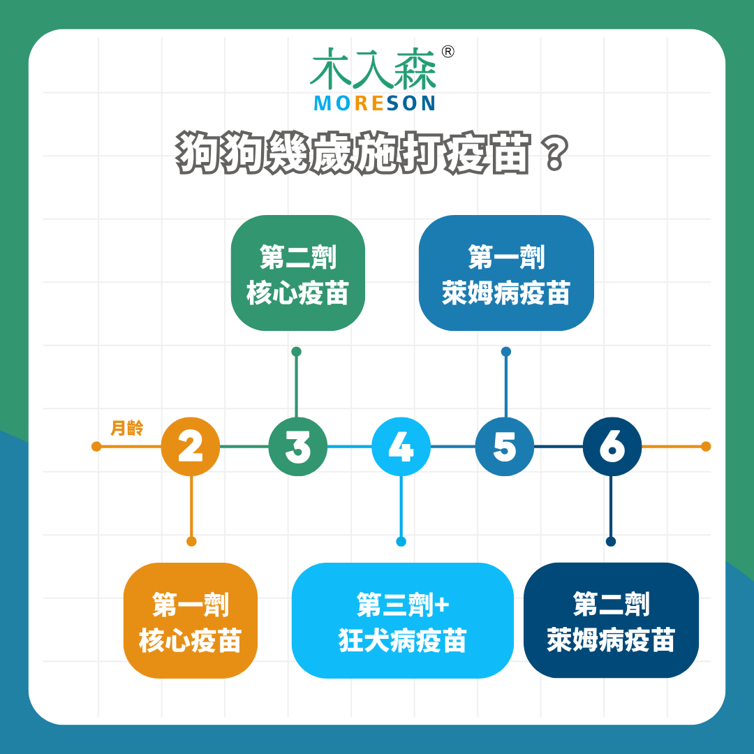 新手飼主必看!狗狗疫苗順序、種類與費用懶人包,你不能不知到的關鍵時程與注意事項! 新手飼主必看!狗狗疫苗順序、種類與費用懶人包,你不能不知到的關鍵時程與注意事項!