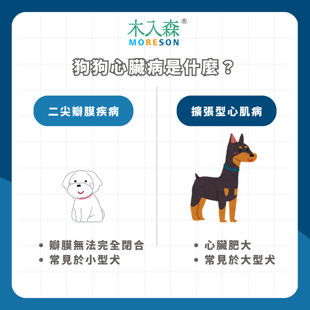 狗狗心臟病完整指南:症狀、分級與壽命影響 狗狗心臟病完整指南:症狀、分級與壽命影響