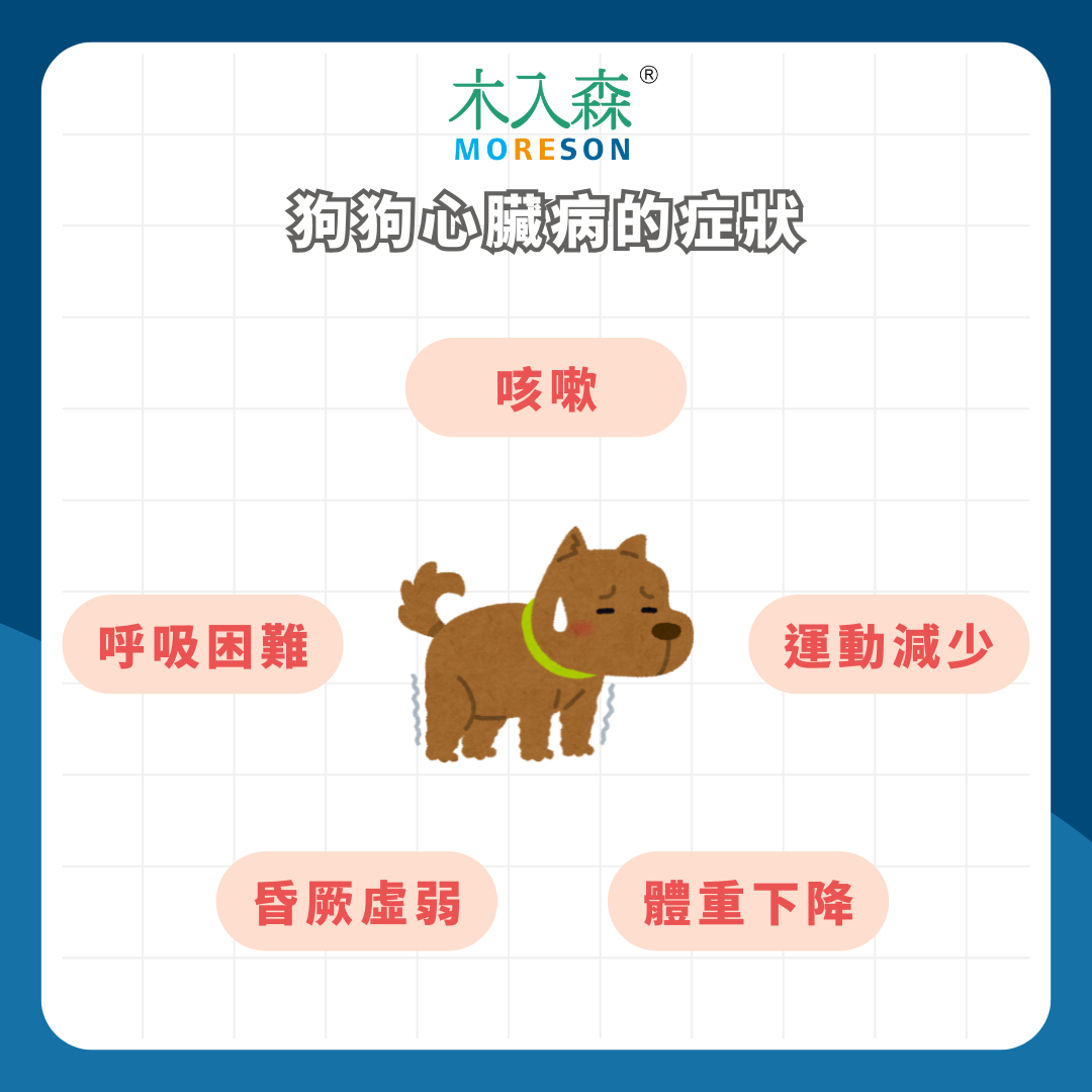 狗狗心臟病完整指南:症狀、分級與壽命影響 狗狗心臟病完整指南:症狀、分級與壽命影響